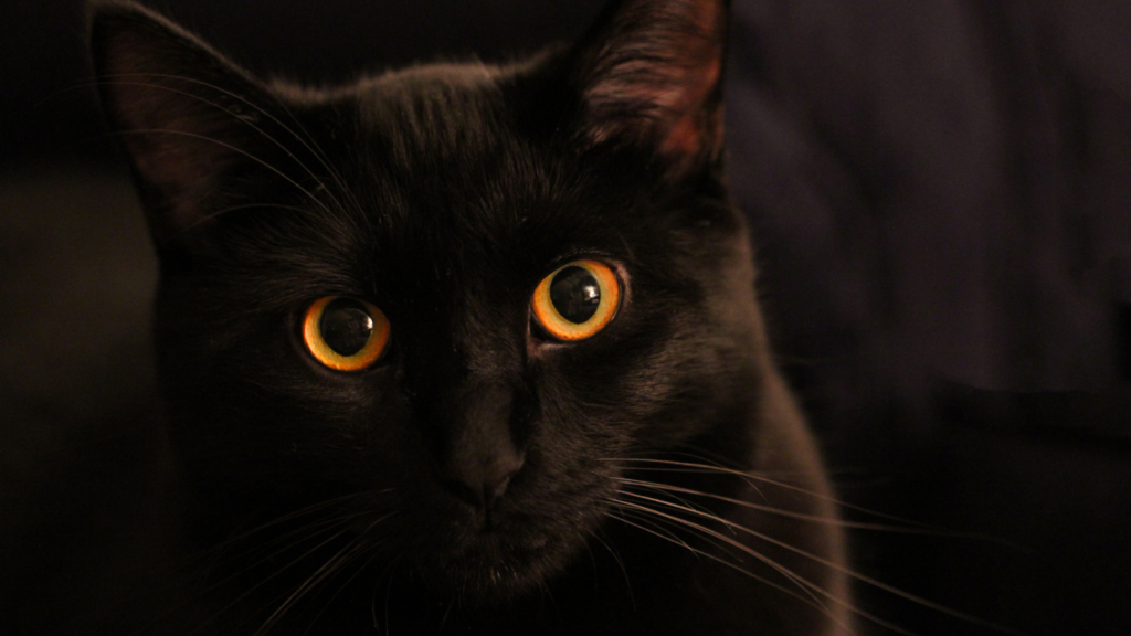 Stock Photo from Canva by Barbara471 at Getty Images of a black cat face up close