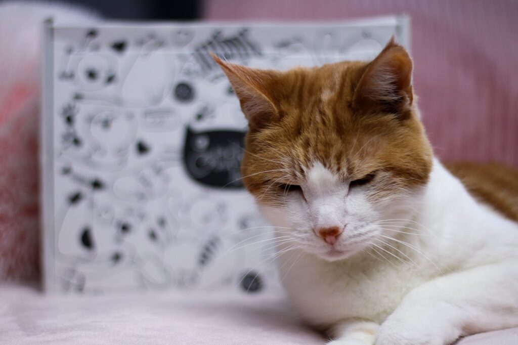 Close up photo of Teddy, Ofaglasgowgirls ginger and white cat.