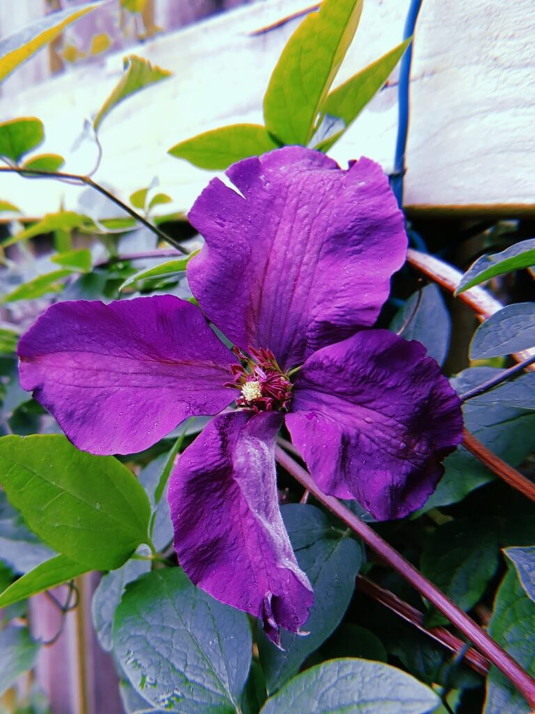 Close up of a purple flower