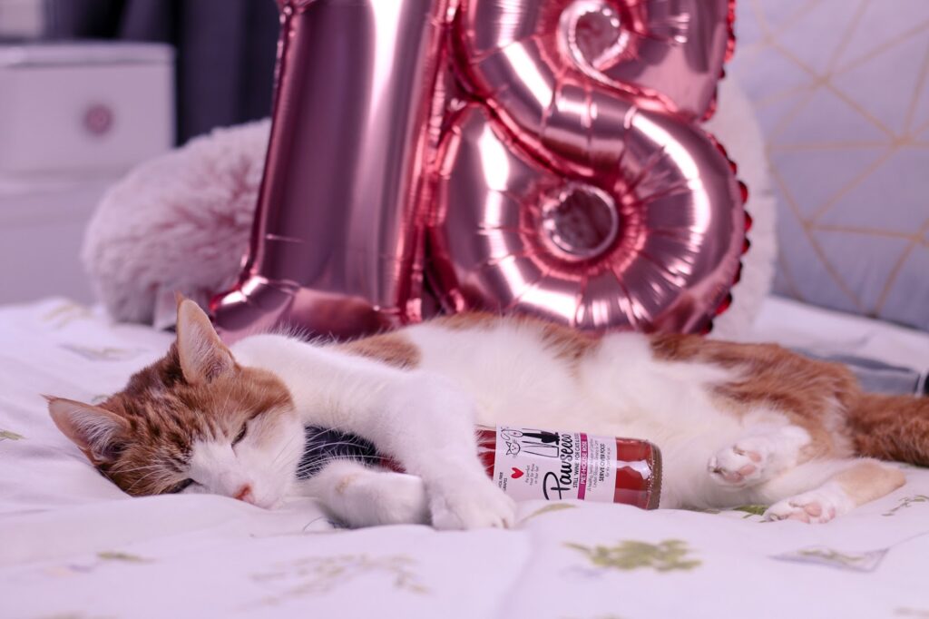 Close up photo of Teddy the cat laying on pink bedding with a bottle of Pawsecco next to him