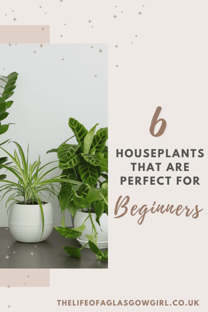 Pinterest Graphic for 6 Houseplants That Are Perfect for Beginners Blog Post on Thelifeofaglasgowgirl.co.uk