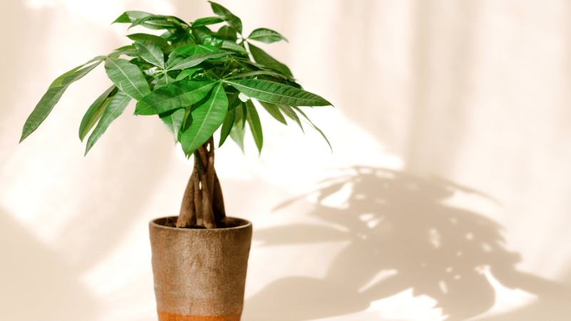 Stock photo from Canva of a Money Tree