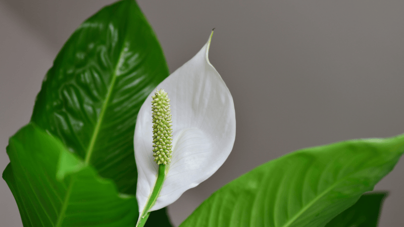 Stock photo of a peace lily flower - A perfect houseplant for beginners