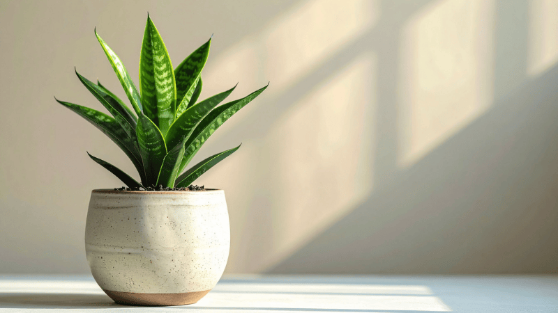 Stock photo from Canva of a snake plant