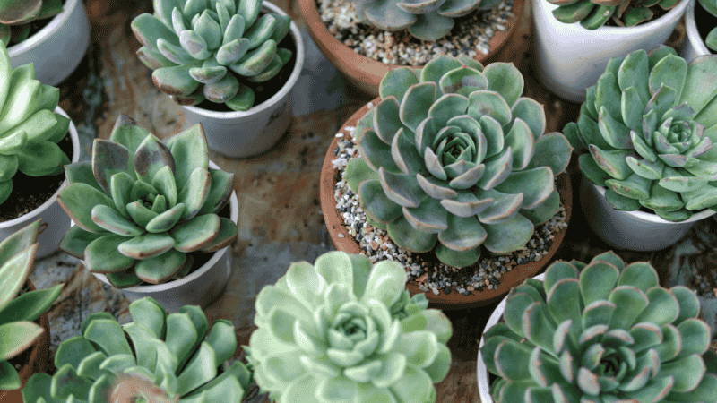Stock photo from canva of a Succulent Plant