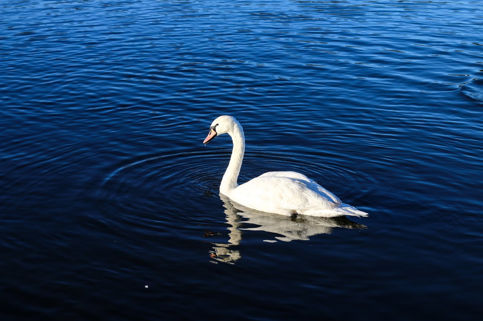 Photo of a swan by Jordanne Lee Creative Photo of a swan in blue water by Jordanne Lee Creative