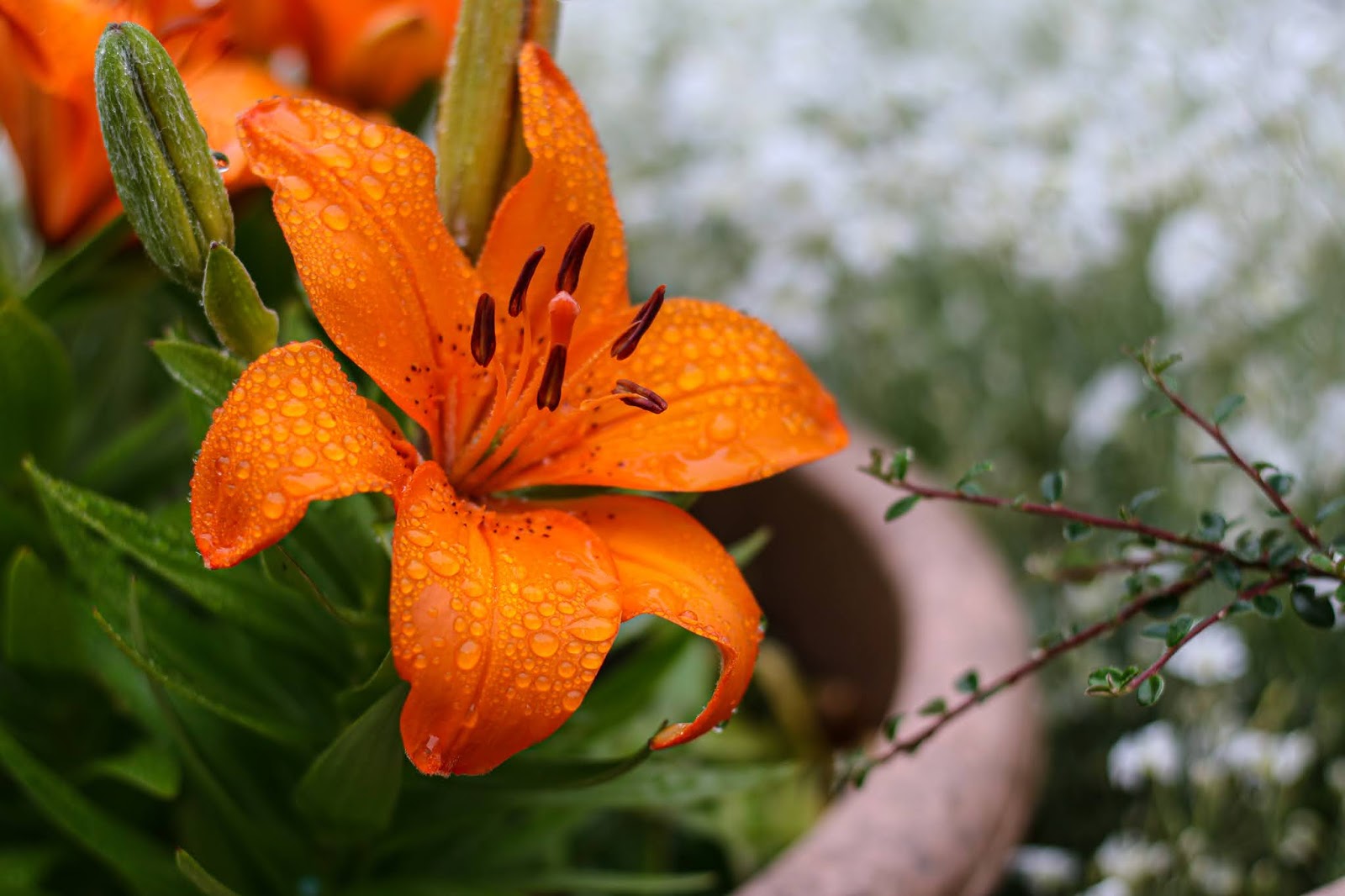 Photo of an orange lily by Jordanne lee creative Close up Photo of an orange lily with rain droplets on it by Jordanne lee creative