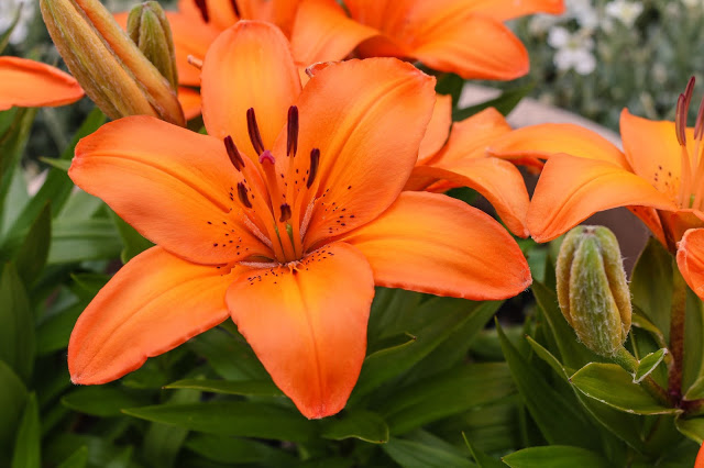 Orange garden lilies.