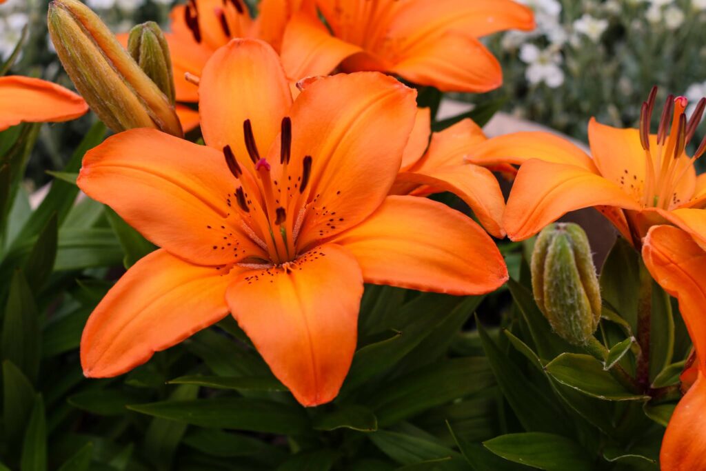 Close up of an orange lily taken by Jordanneleecreative