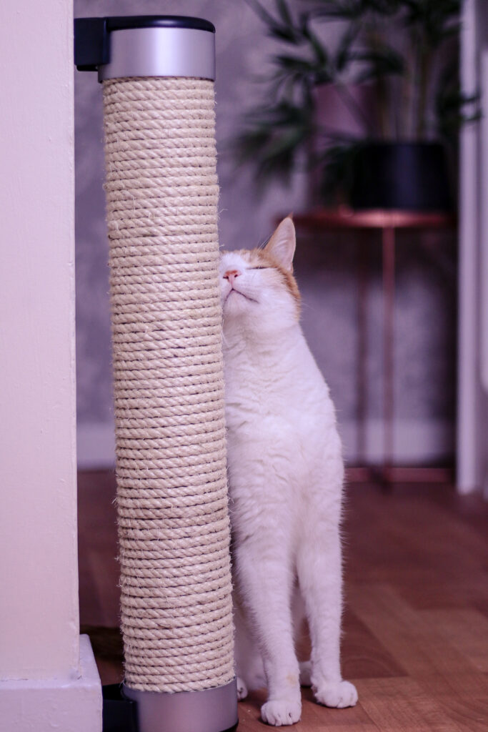 Photo of a ginger and white cat rubbing against the Catipilla Cat scratcher