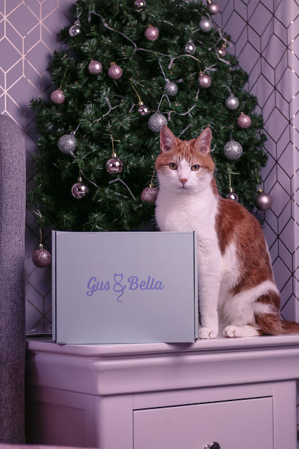 Close up of a ginger and white cat sitting next to the Gus & Bella Box