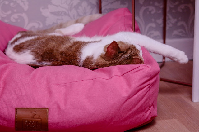 Close up of a ginger and white cat laying in the Pink Lupo