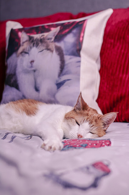 Close up of a ginger and white cat laying infront of the Always Personal Personalised Cushion