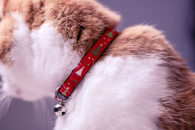 Close up of a ginger and white cat wearing the festive cool cat collars festive tree collar