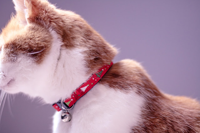 Close up of Cool Cat Collars festive cat collar on a ginger and white cat