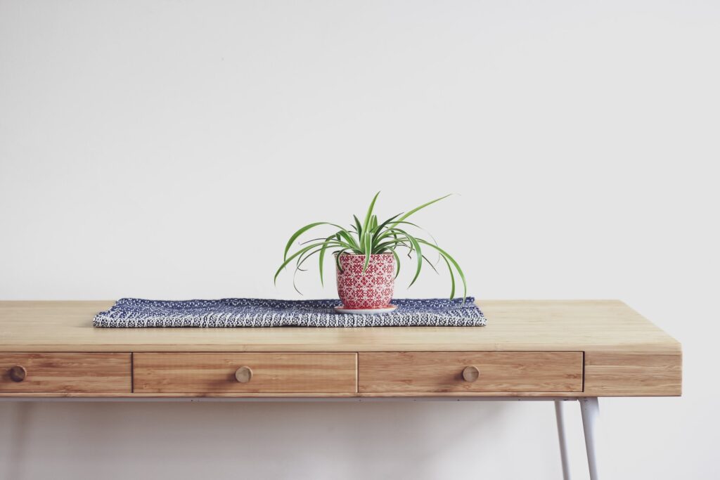 Stock photo of a spider plant - 6 Houseplants That Are Perfect for Beginners