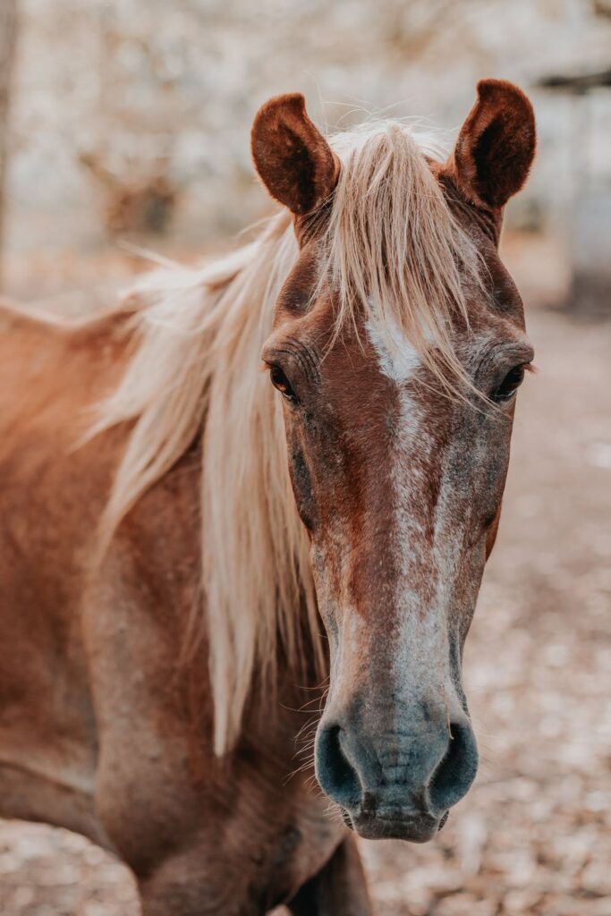 Why horse ridding is good for children