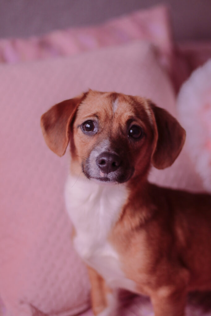 A close up photo of a ginger and white small puppy on a pink bed