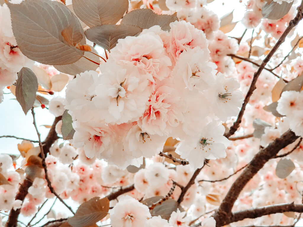Pale pink cherry blossoms amongst leaves and branches against the sky