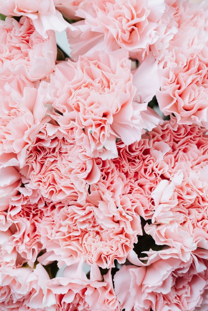 Stock photo from Pexels by Karolina Grabowska of Pink Flowers