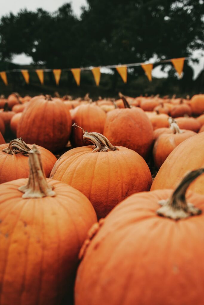 Stock photo from pexels by Tim Mossholder of Pumpkins in a field