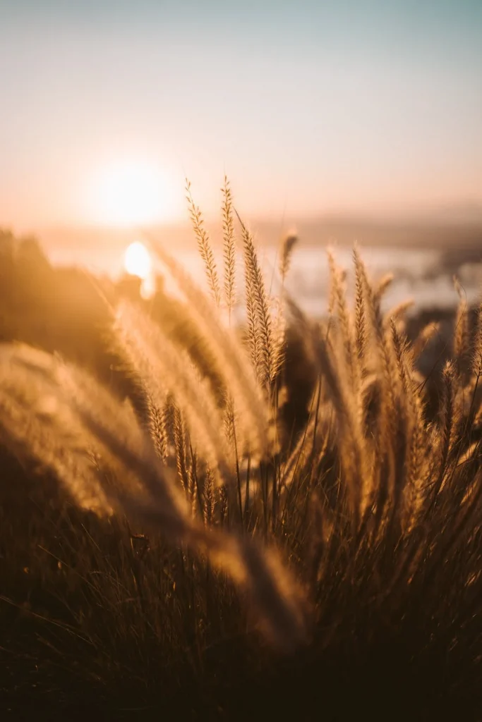 Stock photo from pexels by Taryn Elliott of wheat in a wheat field with sunset in background