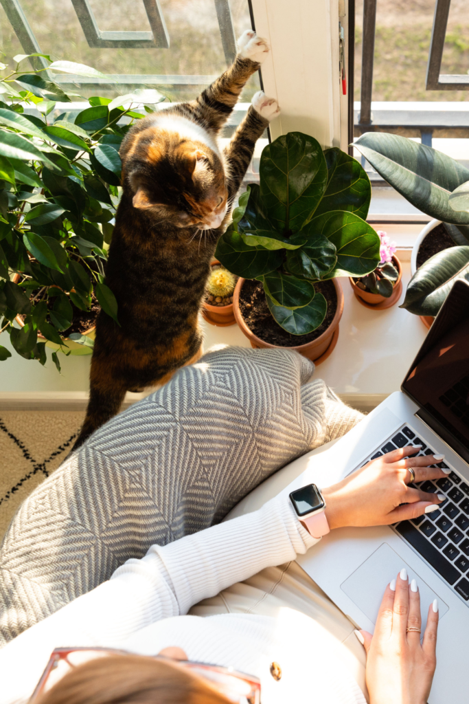 Stock photo from Canva by dimaberlinphotos of a woman working on a laptop with a brown cat next to her