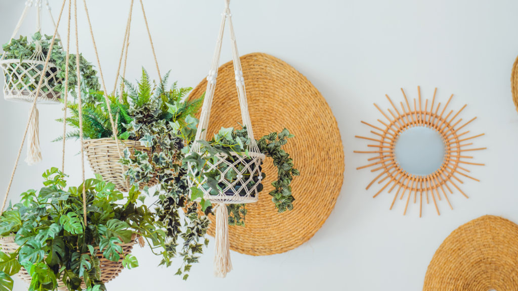 Stock photo from Canva by Oksana Krasiuk of hanging indoor plants