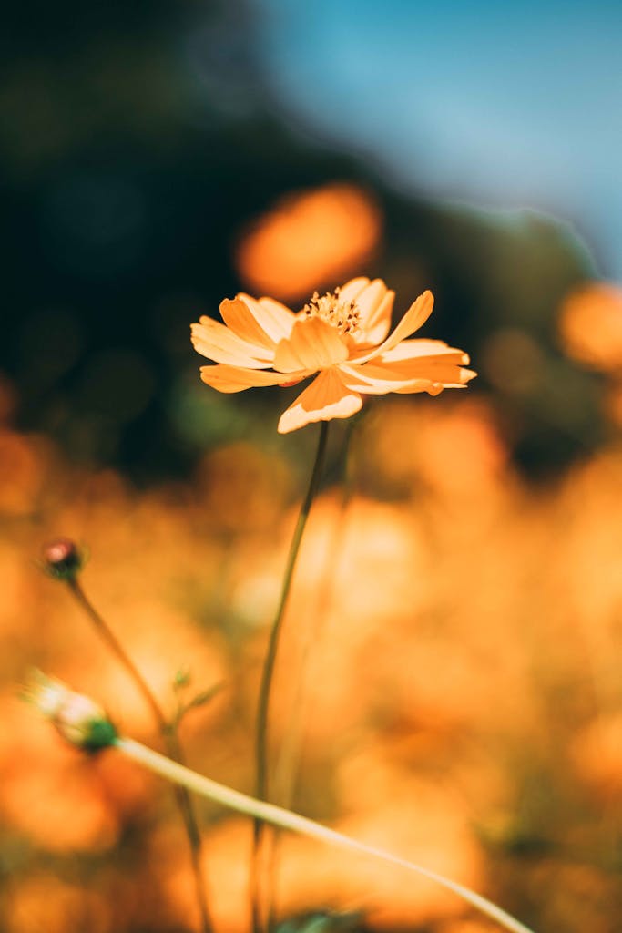 Bright orange cosmos flower in focus with a blurred nature background, capturing the essence of summer.
